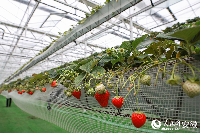 wXOq_1744707370798084462.jpg 4.jpg